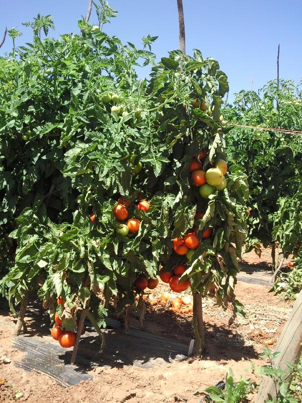 Waiting for the tomatoes to turn red.., Australia