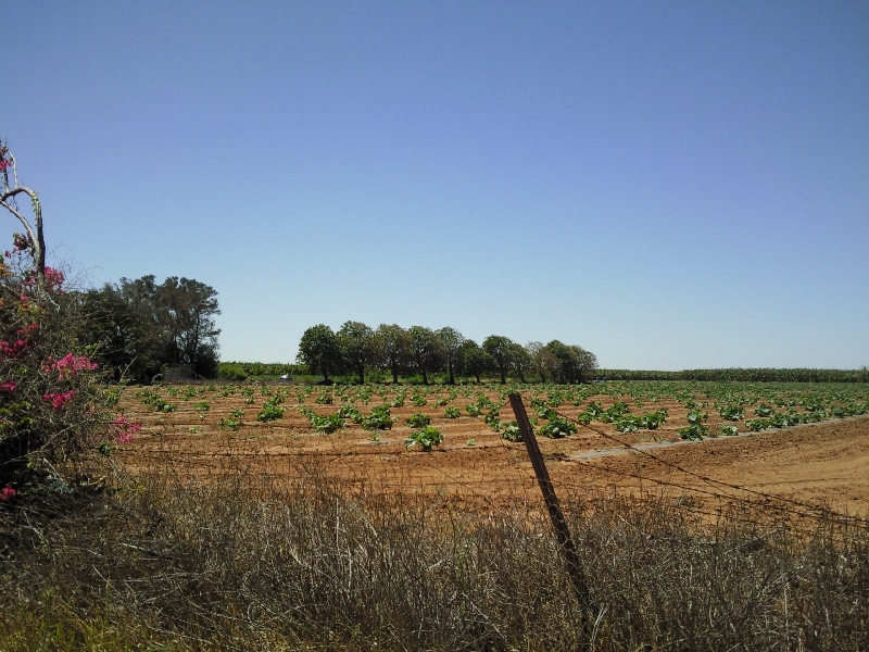The fruit fields in Carnarvon, Australia
