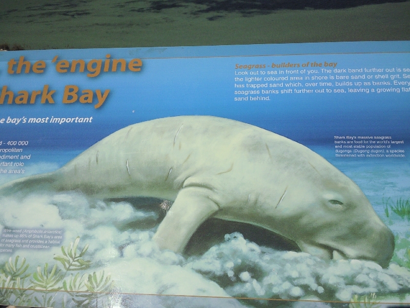 Looking for Dugongs in Shark Bay, Australia