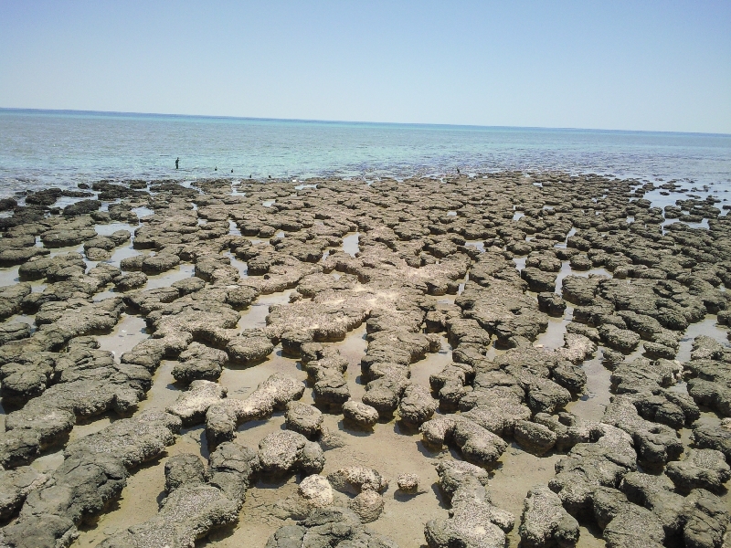 The stromatolites of Shark Bay, Australia