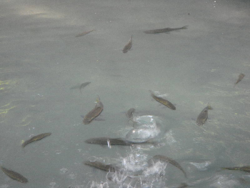 You can see the fish beneath the falls, Kanchanaburi Thailand