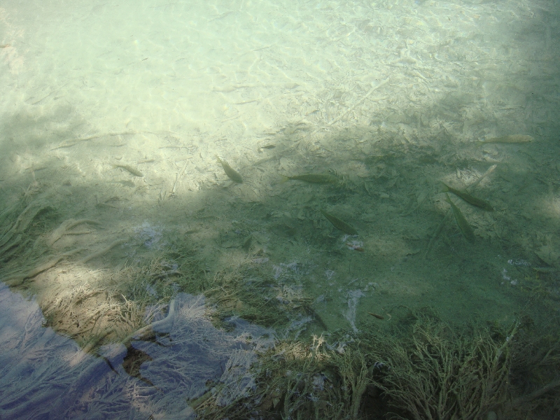 Amazing fish at Erawan National Park, Kanchanaburi Thailand