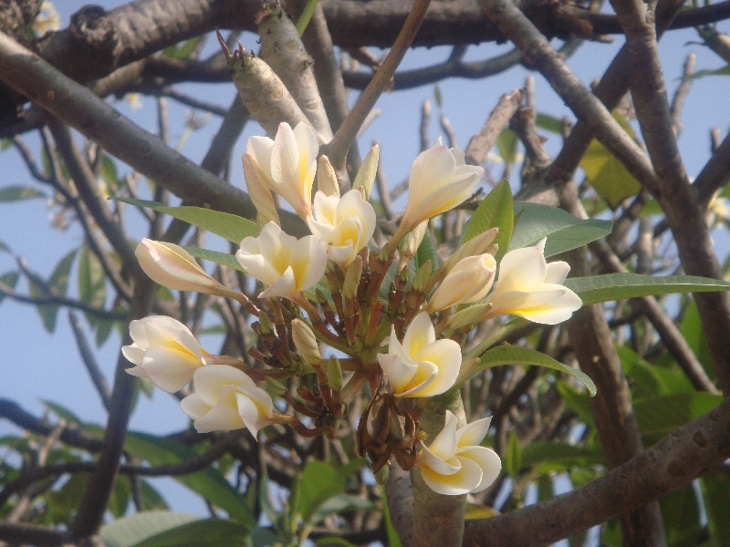 Flowers at the Nakhon Pathom Chedi, Nakhon Pathom Thailand