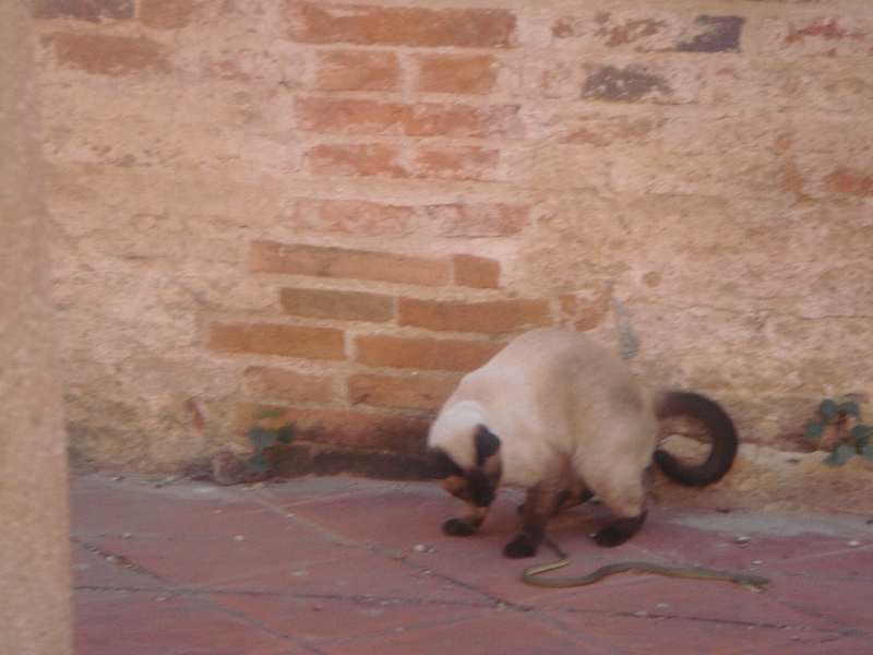 Cat versus Snake at Wat Gudidao, Ayutthaya Thailand