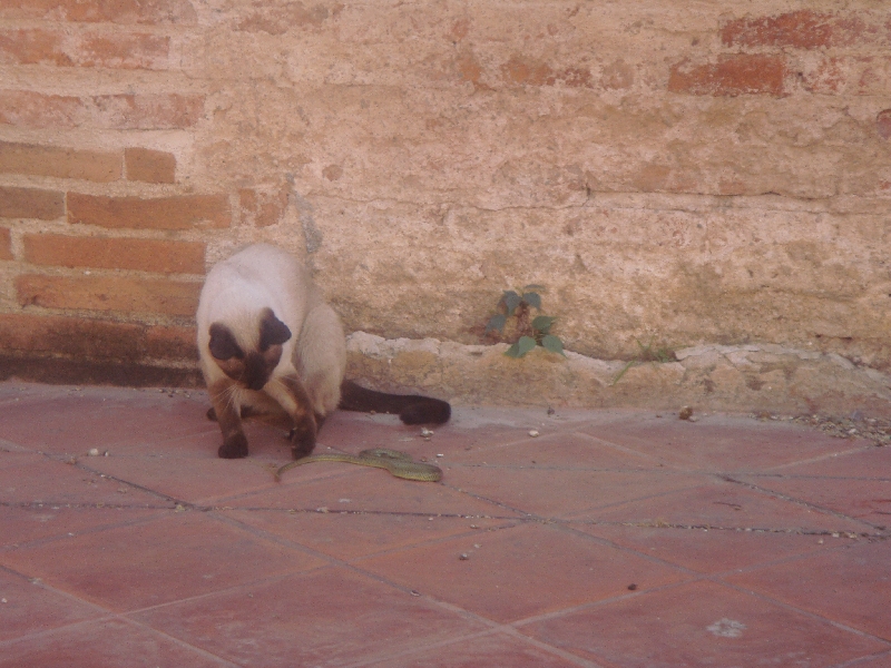 Siamese Cat playing with a snake, Thailand