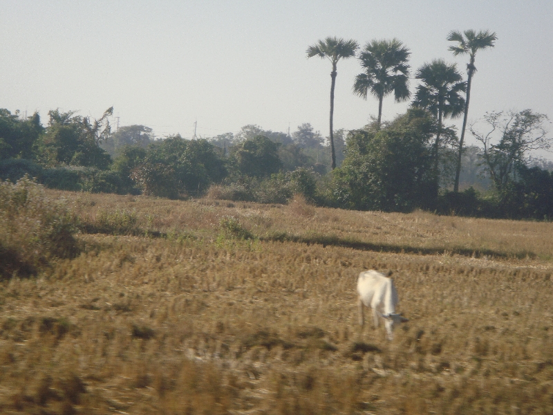 Cows on the road to Chiang Mai, Thailand