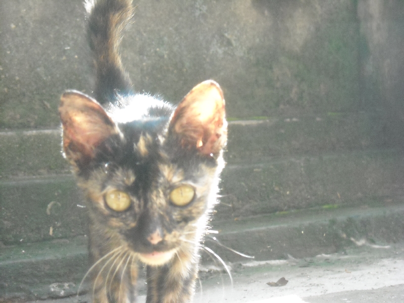 Street kitty kat in Vuentiane, Laos