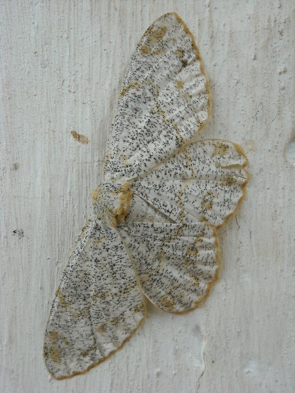 Amazing butterfly in Luang Prabang, Laos