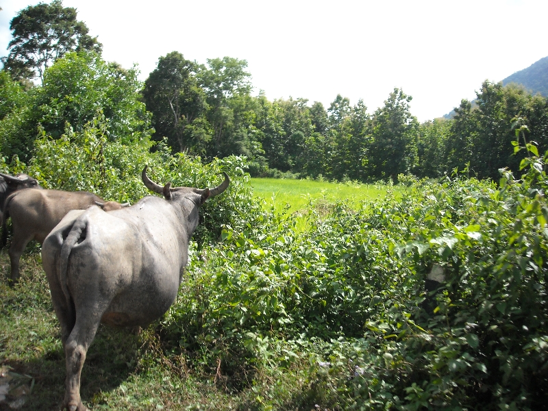 Cows on the road to the river, Laos