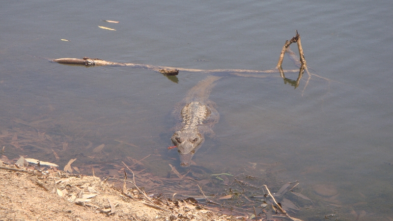 Crocodiles on the shore , Australia