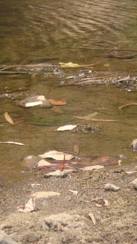 Australian wildlife pictures, Tunnel Creek Australia