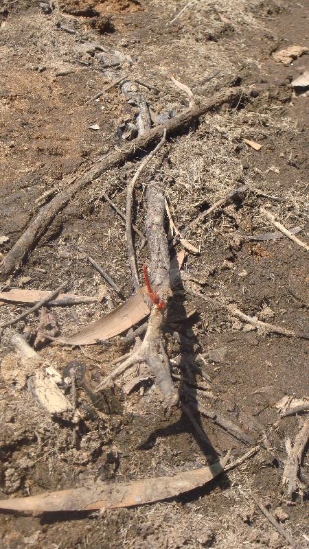 Photos of Windjana Gorge, Tunnel Creek Australia