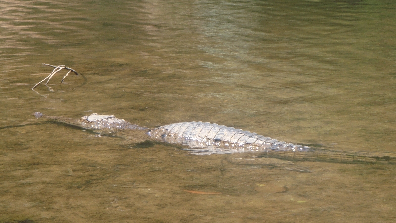 Crocodiles spotting day trip, Tunnel Creek Australia