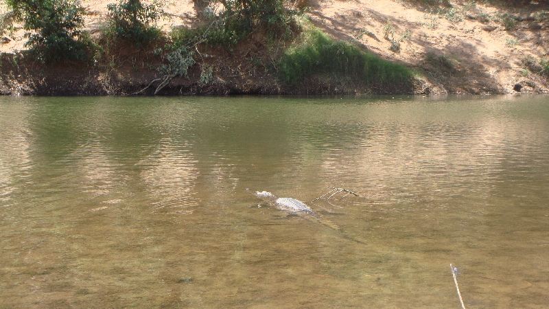 Crocodiles at Windjana Gorge, Tunnel Creek Australia