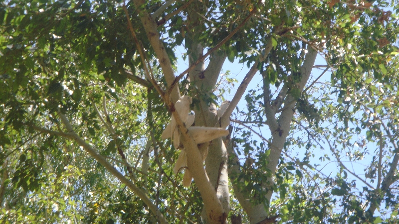 Parrots in the trees at Windjana Gorge, Australia