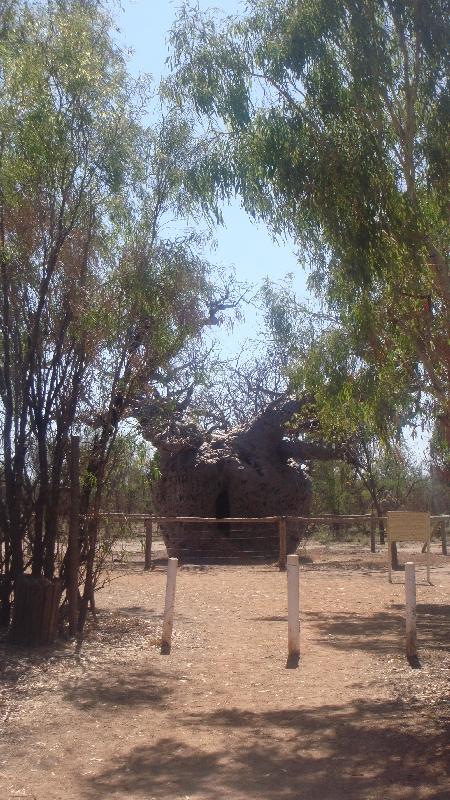 The Boab Prison Tree south of Derby Australia Pictures