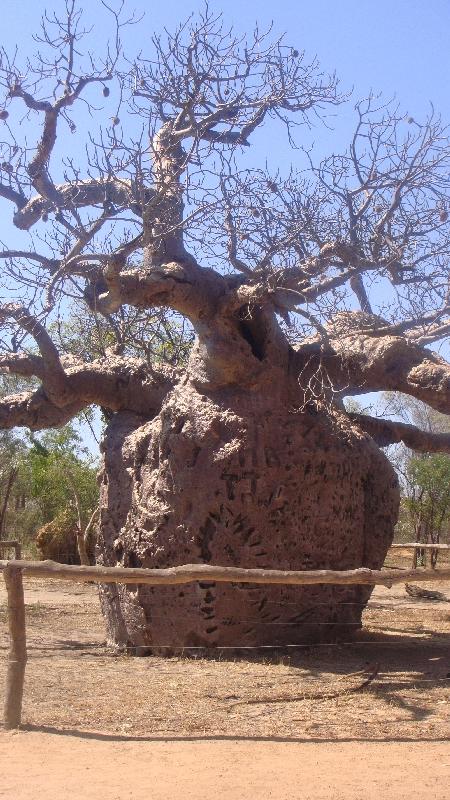 The Boab Prison Tree south of Derby Australia Holiday Tips