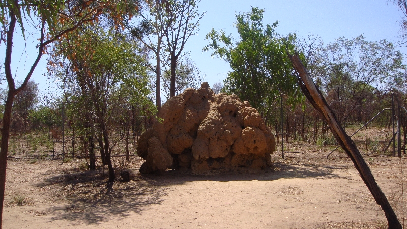 Photo The Boab Prison Tree south of Derby tourists