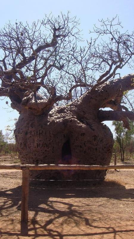 Photo The Boab Prison Tree south of Derby population