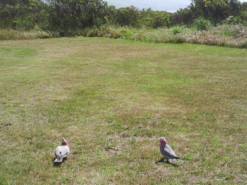 Pink Parrots in Apollo Bay, Australia