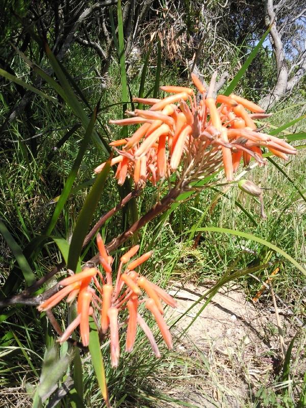 Apollo Bay Australia Nice flowers in Apollo Bay