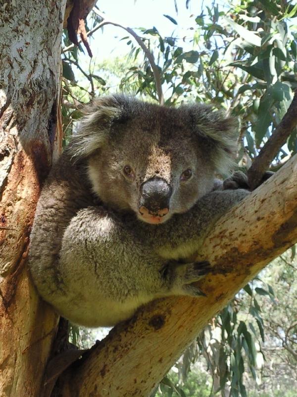 Koala pictures in Victoria, Australia