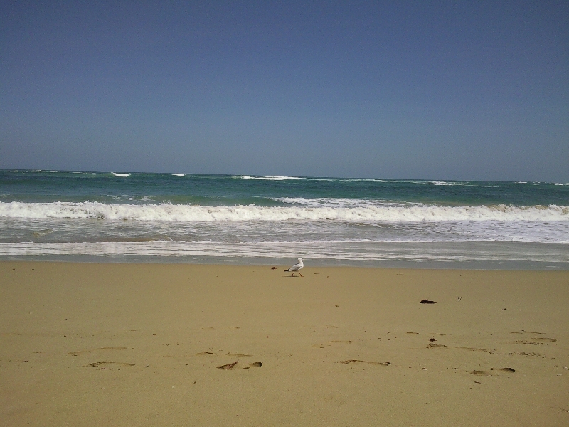 Pigeon on the beach, Australia