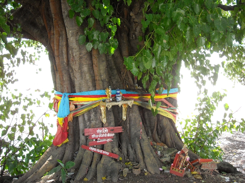 Colourful offerings on a tree, Savannakhet Province Laos