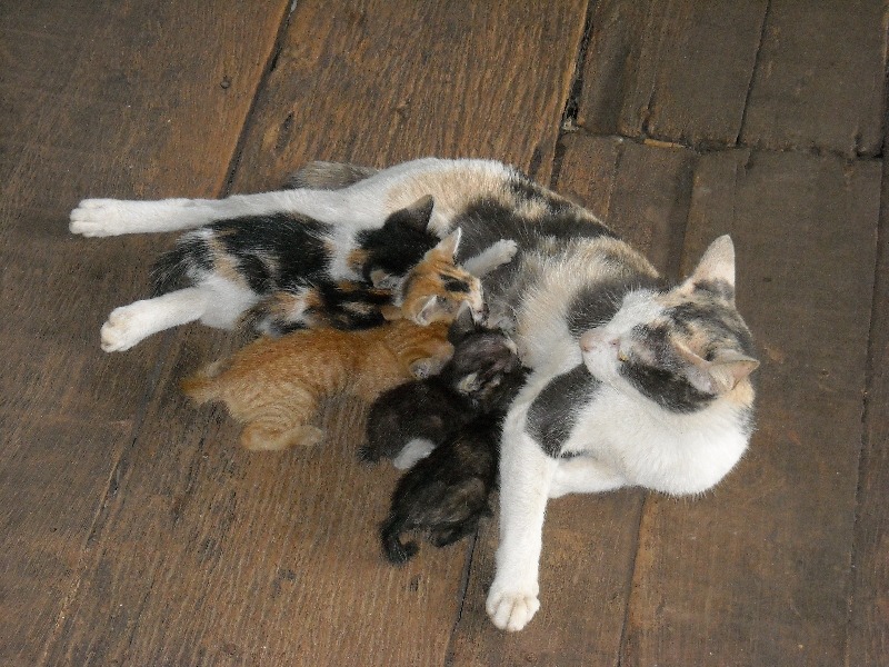 Preah Vihear Cambodia Little kittens in Cambodia