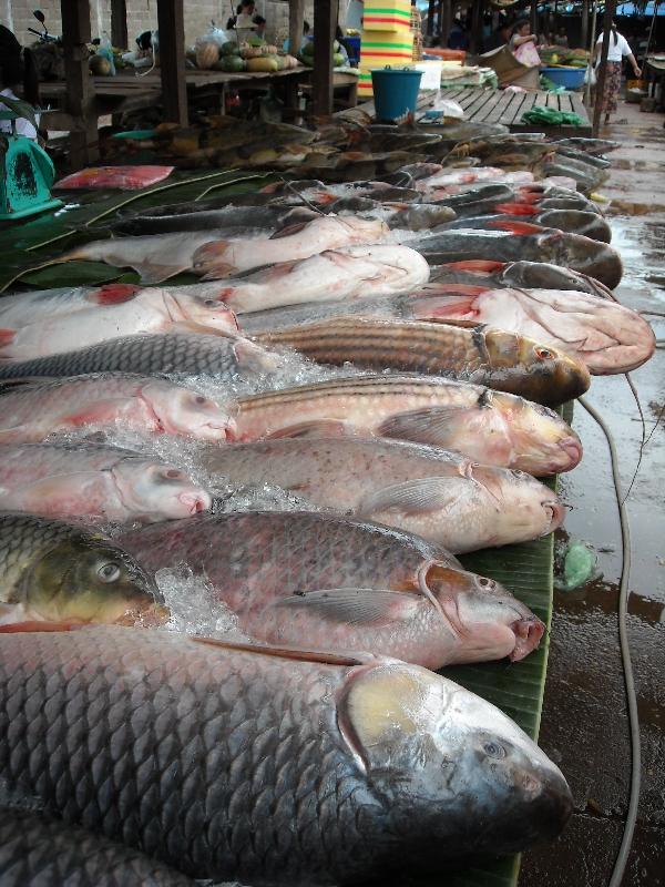 Stung Treng Cambodia Pictures of the fish market in Cambodia