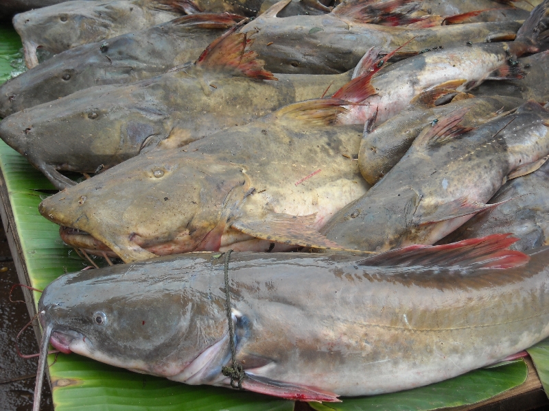 Stung Treng Cambodia Local fish market 