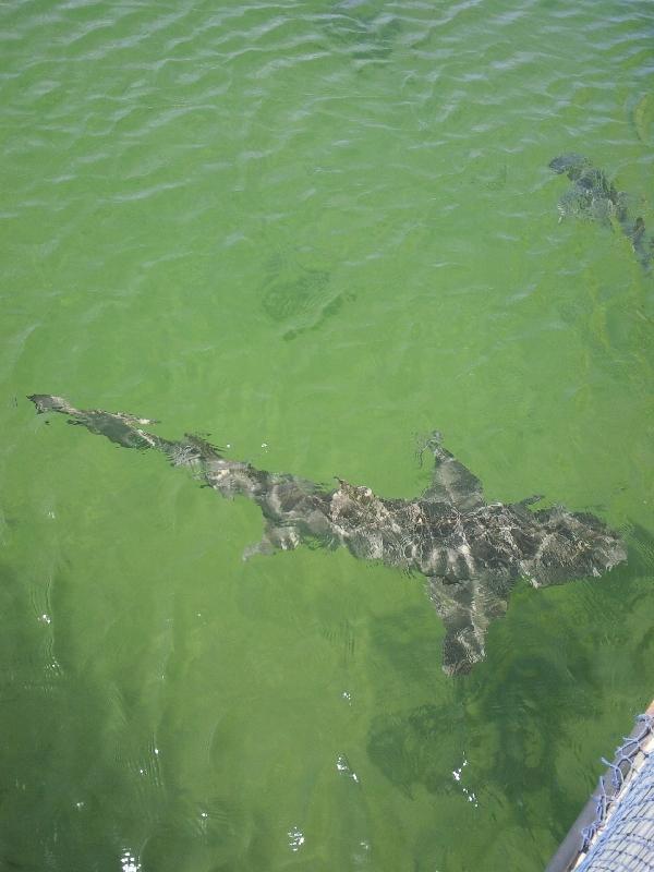 Pictures of sharks in Western Australia, Denham Australia