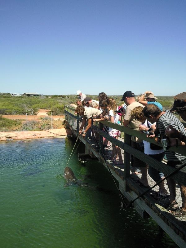 Pictures of shark feeding, Denham Australia