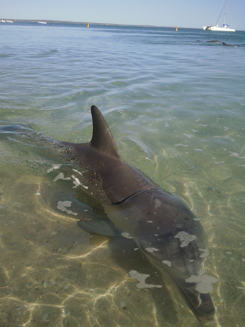 Happy dolphin in Monkey Mia, Denham Australia