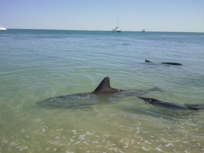 Pictures of the dolphins in Monkey Mia, Denham Australia