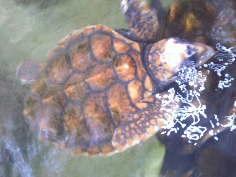 Turtles at Ocean Park, Australia