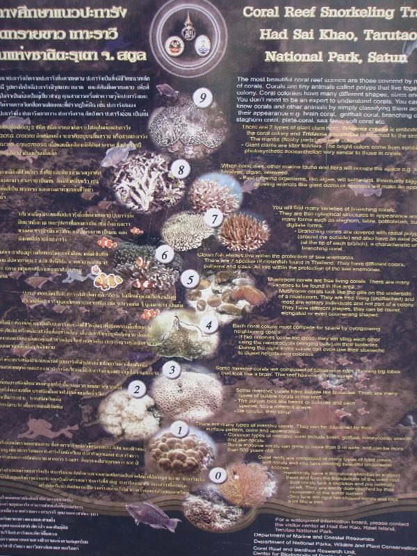 Coral species around Ko Rawi, Ko Rawi Thailand
