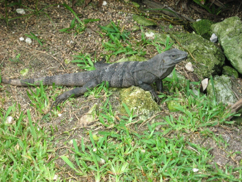 Pictures of the giant lizard Tulum  