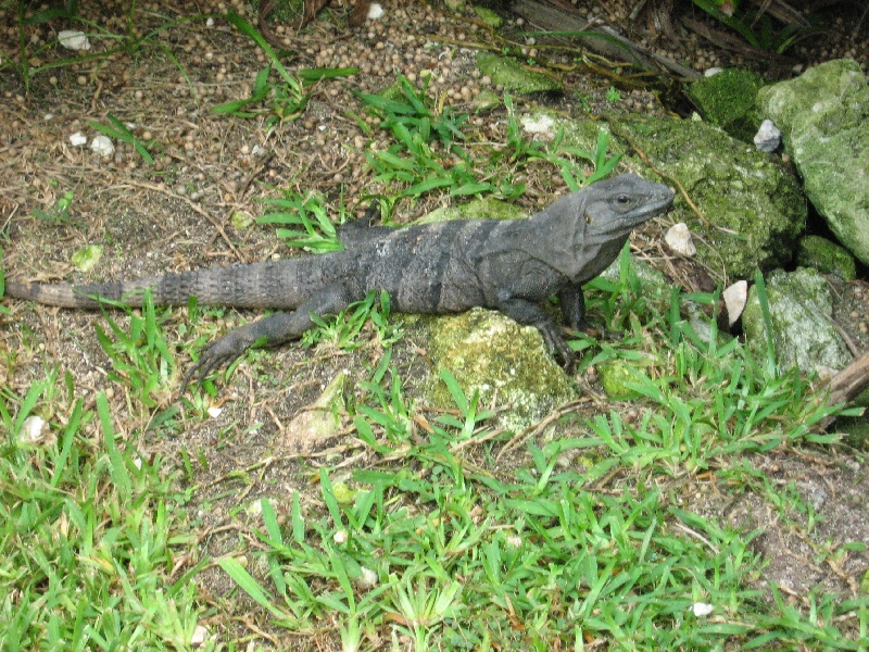 Tulum Mexico Pictures of the giant lizard