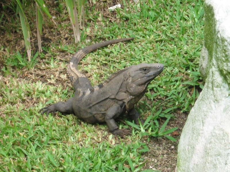 Perentie Monitor Lizard in Mexico, Tulum Mexico