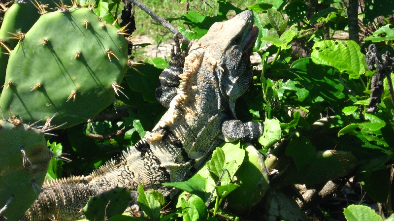 A huge lizard between the cactus plants, Mexico