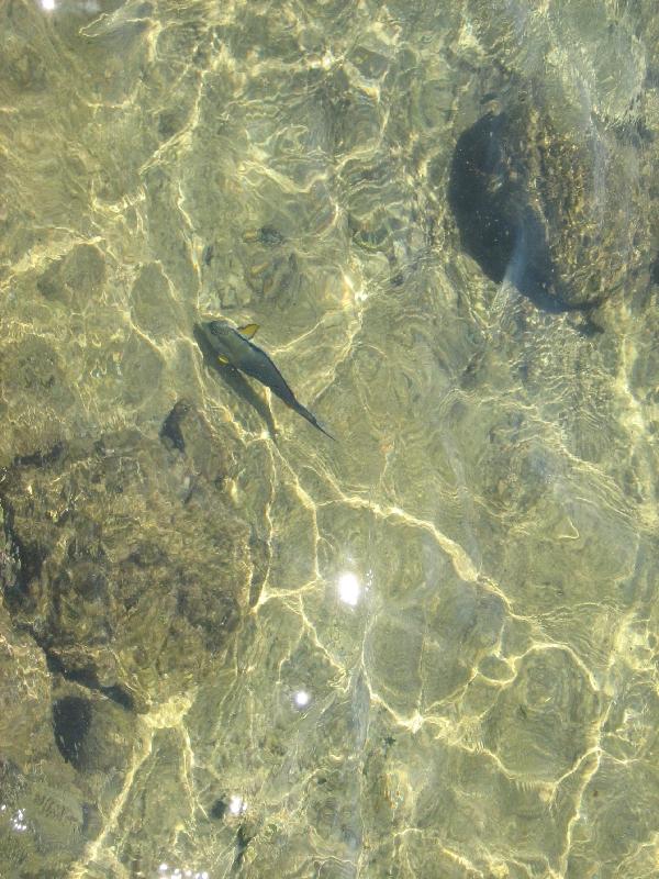 Colourful fish in Sharm el Sheikh, Egypt