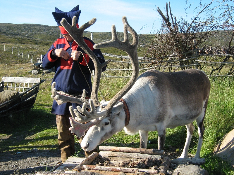 Beautiful reindeer on North Cape, Bergen Norway