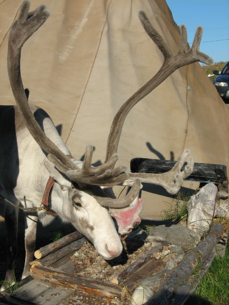 Feeding the reindeer, Bergen Norway