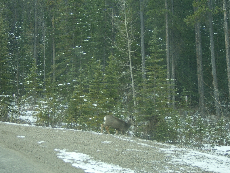 Deer on the side of the road, Calgary Canada