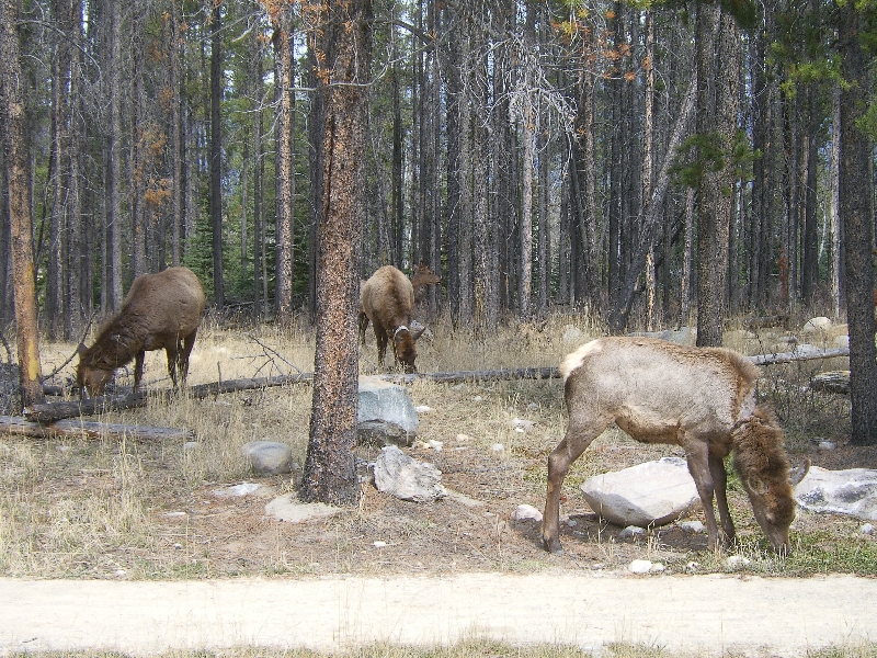 Group of deer grazing, Calgary Canada