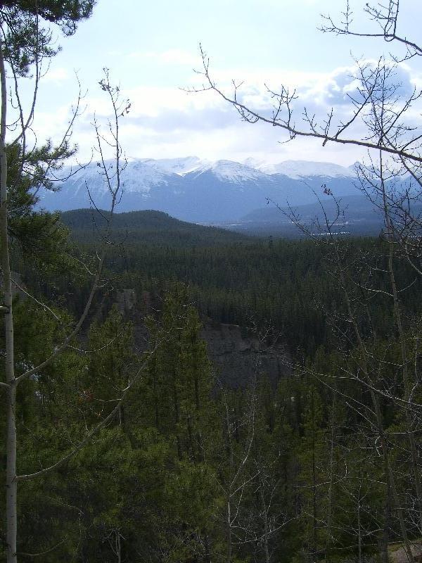 Looking out over the pine valley, Canada