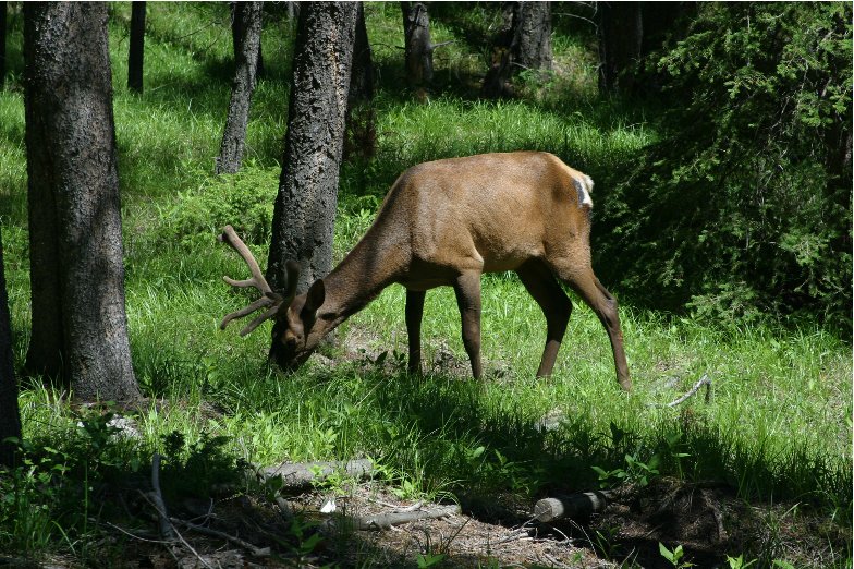 A grazing elk in Alberta, Canada, Canada