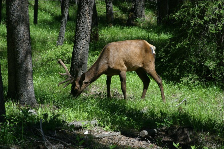 Calgary Canada A grazing elk in Alberta, Canada