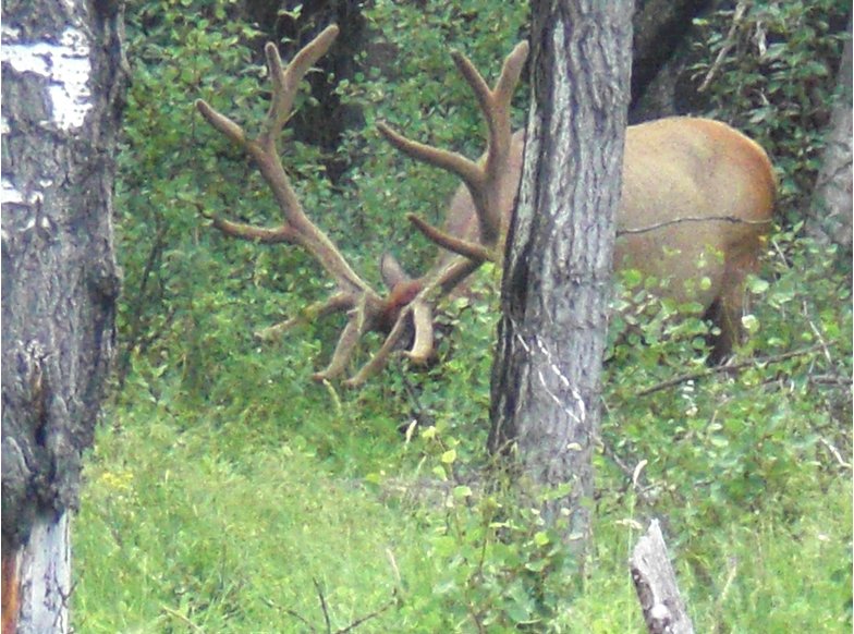 Pictures of an elk near Banff, Calgary Canada
